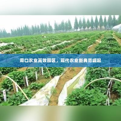 周口农业高效园区，现代农业新典范崛起
