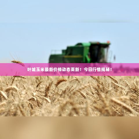叶城玉米最新价格动态更新！今日行情揭秘！