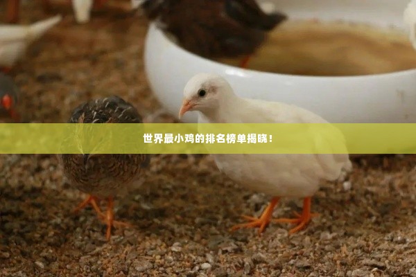 世界最小鸡的排名榜单揭晓！