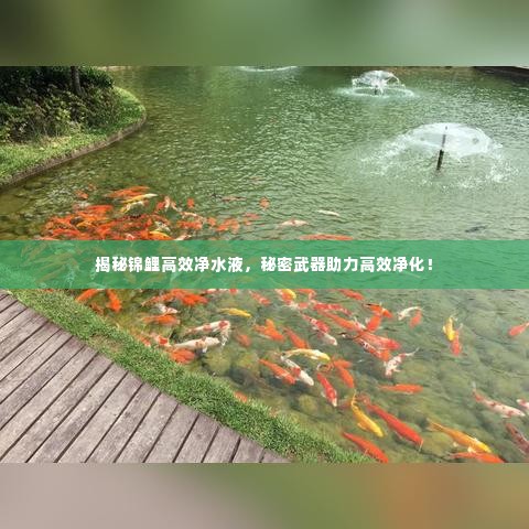 揭秘锦鲤高效净水液，秘密武器助力高效净化！