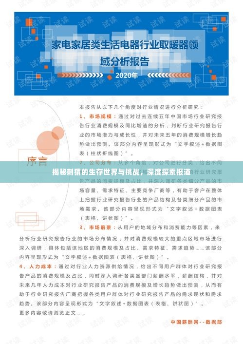 揭秘刺猬的生存世界与挑战，深度探索报道