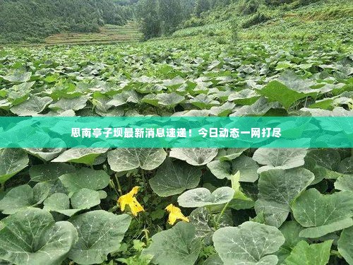 思南亭子坝最新消息速递！今日动态一网打尽