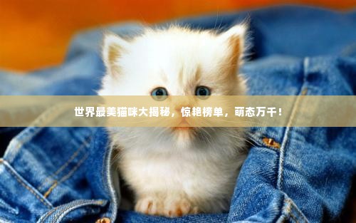 世界最美猫咪大揭秘，惊艳榜单，萌态万千！
