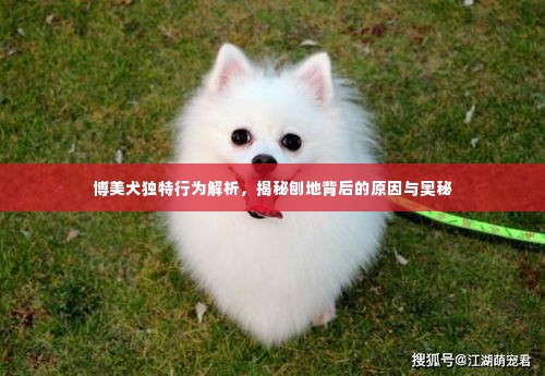 博美犬独特行为解析，揭秘刨地背后的原因与奥秘