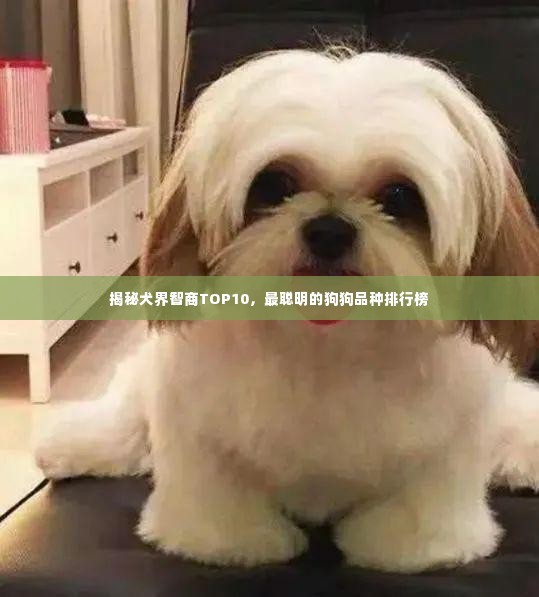 揭秘犬界智商TOP10，最聪明的狗狗品种排行榜
