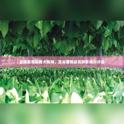 全球雪茄品牌大揭秘，顶尖雪茄排名及影响力评估