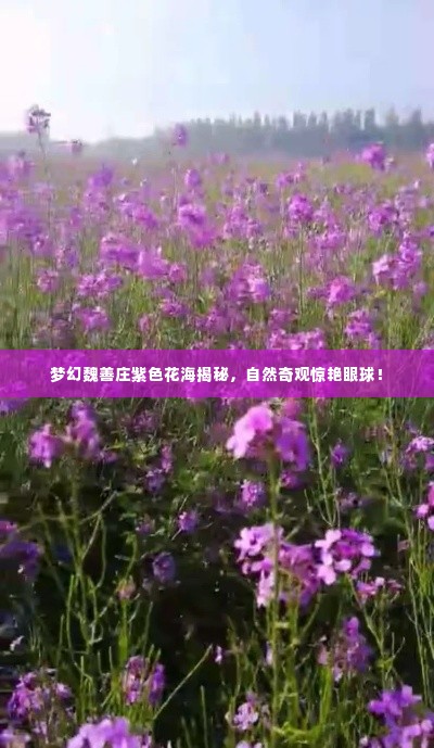 梦幻魏善庄紫色花海揭秘，自然奇观惊艳眼球！