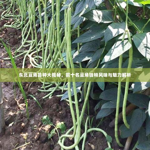 东北豆角品种大揭秘，前十名豆角独特风味与魅力解析