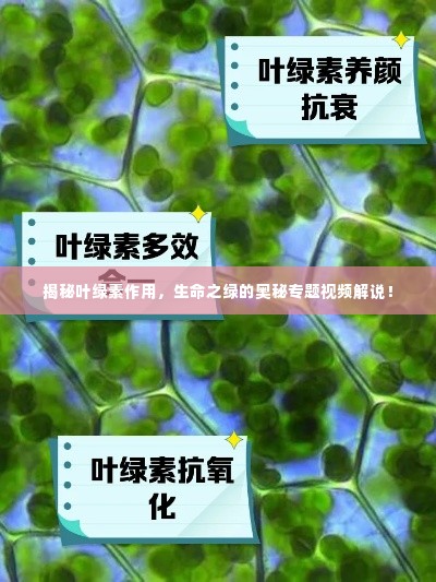 揭秘叶绿素作用，生命之绿的奥秘专题视频解说！