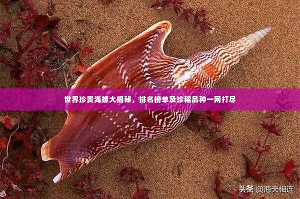 世界珍贵海螺大揭秘，排名榜单及珍稀品种一网打尽