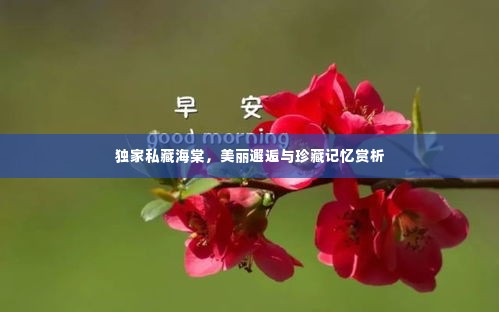 独家私藏海棠，美丽邂逅与珍藏记忆赏析