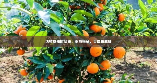 沃柑成熟时间表，季节揭秘，百度来解答