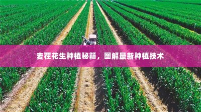 麦茬花生种植秘籍，图解最新种植技术