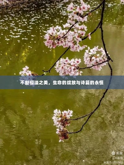 不断樱溢之美，生命的绽放与诗篇的永恒